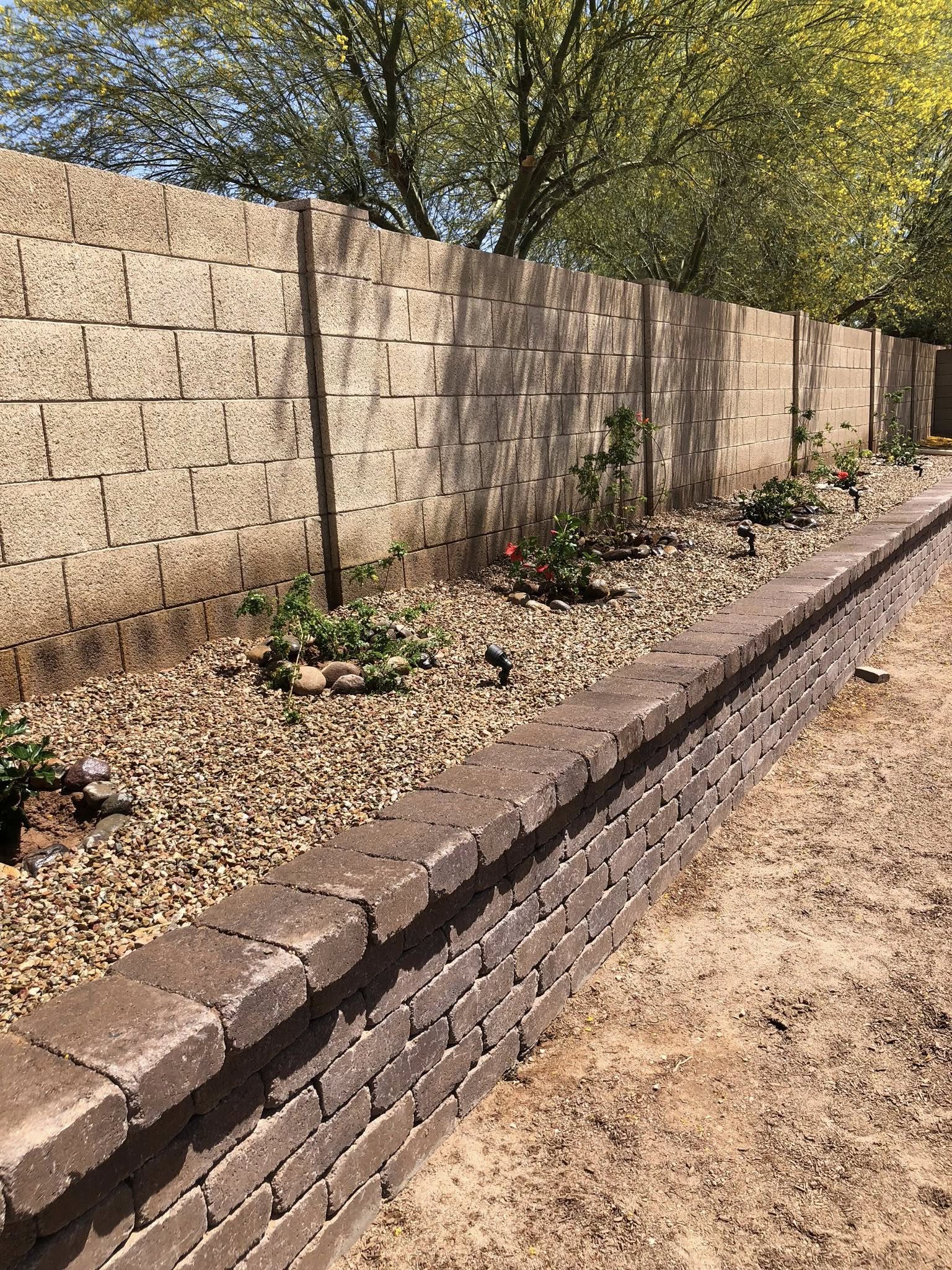 Drought-resistant turf lawn